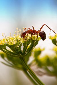 Preview wallpaper ant, insect, plant