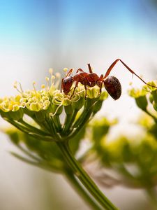 Preview wallpaper ant, insect, plant