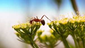 Preview wallpaper ant, insect, plant