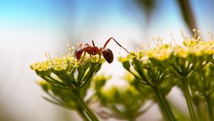 Preview wallpaper ant, insect, plant