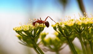 Preview wallpaper ant, insect, plant