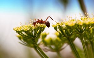 Preview wallpaper ant, insect, plant