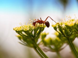 Preview wallpaper ant, insect, plant