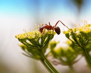 Preview wallpaper ant, insect, plant