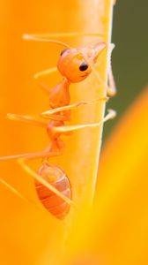 Preview wallpaper ant, petals, flower, bright