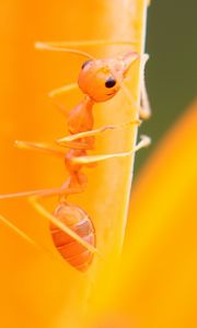 Preview wallpaper ant, petals, flower, bright