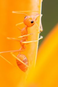 Preview wallpaper ant, petals, flower, bright