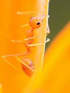 Preview wallpaper ant, petals, flower, bright