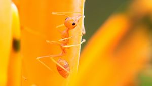 Preview wallpaper ant, petals, flower, bright