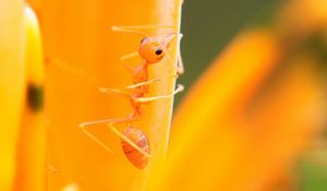 Preview wallpaper ant, petals, flower, bright