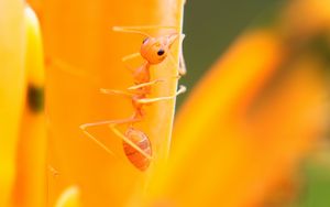 Preview wallpaper ant, petals, flower, bright