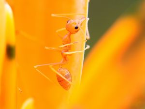 Preview wallpaper ant, petals, flower, bright