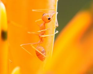 Preview wallpaper ant, petals, flower, bright