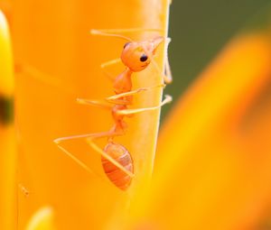 Preview wallpaper ant, petals, flower, bright