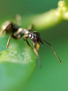 Preview wallpaper ant, plants, grass, leaves, insects