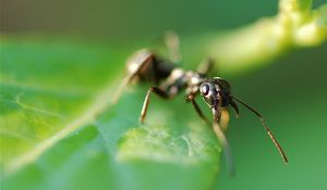 Preview wallpaper ant, plants, grass, leaves, insects