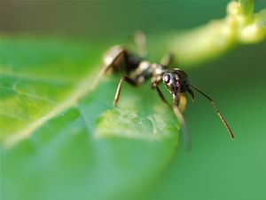 Preview wallpaper ant, plants, grass, leaves, insects