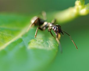 Preview wallpaper ant, plants, grass, leaves, insects