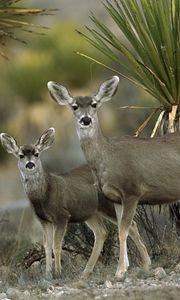 Preview wallpaper antelope, couple, desert, chihuahua, mexico