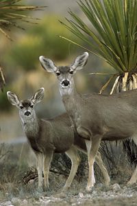 Preview wallpaper antelope, couple, desert, chihuahua, mexico