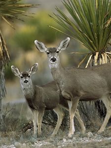 Preview wallpaper antelope, couple, desert, chihuahua, mexico