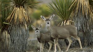 Preview wallpaper antelope, couple, desert, chihuahua, mexico