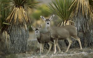 Preview wallpaper antelope, couple, desert, chihuahua, mexico