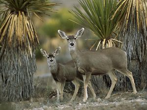 Preview wallpaper antelope, couple, desert, chihuahua, mexico