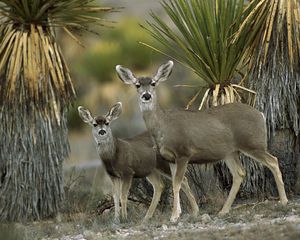 Preview wallpaper antelope, couple, desert, chihuahua, mexico