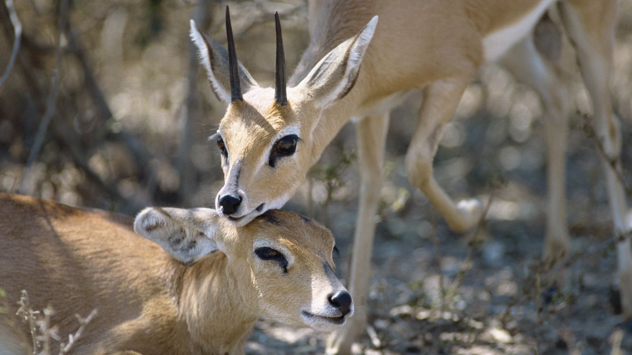 Wallpaper antelope, couple, goats