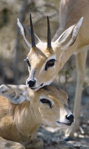 Preview wallpaper antelope, couple, goats