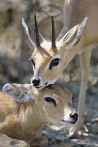 Preview wallpaper antelope, couple, goats