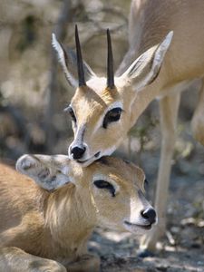 Preview wallpaper antelope, couple, goats