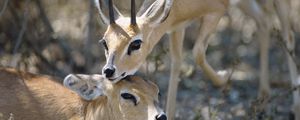 Preview wallpaper antelope, couple, goats