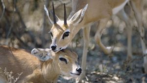 Preview wallpaper antelope, couple, goats