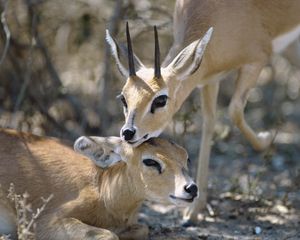 Preview wallpaper antelope, couple, goats