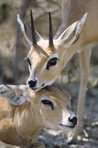 Preview wallpaper antelope, faces, horns, grass