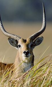 Preview wallpaper antelope, grass, horn, walk