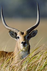 Preview wallpaper antelope, grass, horn, walk