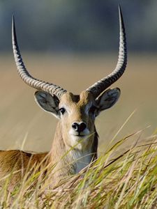 Preview wallpaper antelope, grass, horn, walk
