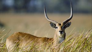 Preview wallpaper antelope, grass, horn, walk