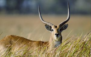 Preview wallpaper antelope, grass, horn, walk