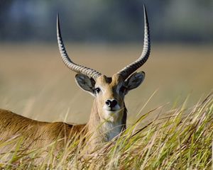 Preview wallpaper antelope, grass, horn, walk