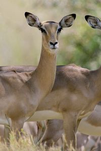 Preview wallpaper antelope, herd, walking, young