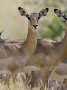 Preview wallpaper antelope, herd, walking, young