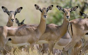 Preview wallpaper antelope, herd, walking, young