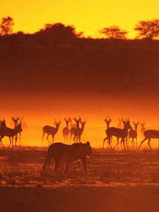 Preview wallpaper antelope, lion, hunting, animals, walk, sunset, silhouette