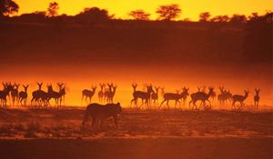 Preview wallpaper antelope, lion, hunting, animals, walk, sunset, silhouette