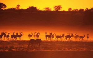 Preview wallpaper antelope, lion, hunting, animals, walk, sunset, silhouette
