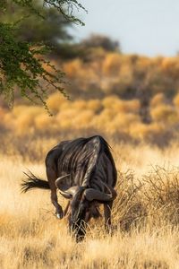 Preview wallpaper antelope, nature, africa